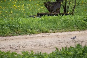 
silhouette of a bird on a dirt road leading through a green field with yellow dandelions and a distant building with a dark object in front of it.