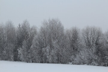 snowy forest north-eastern Europe in fog on the last day of winter