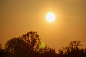 Fototapeta premium sunset with bright sun and tree silhouettes.