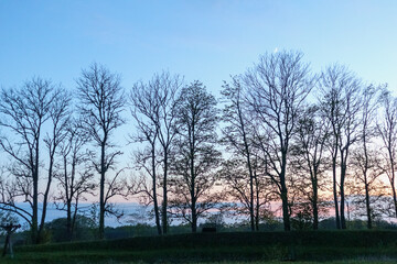 
a row of trees with bare branches against the background of the morning twilight sky.