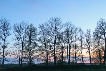 
a row of trees with bare branches against the background of the morning twilight sky.