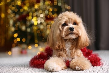 Cute dog with shiny tinsel on floor against blurred lights. Space for text