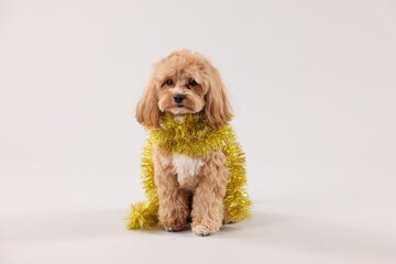 Cute dog with shiny tinsel on white background