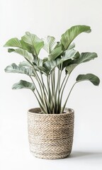 Obraz premium flower in a pot