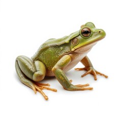 Obraz premium Green frog isolated on white background