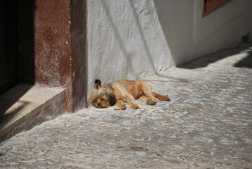 Dog sleeping on the street