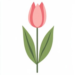 Obraz premium pink tulip isolated on white background