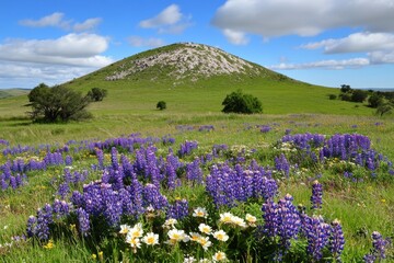 Obraz premium A hill covered in colorful wildflowers, creating a vibrant contrast against the green grass