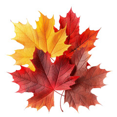 Colorful Autumn Leaves in Red, Orange, and Yellow Arrangement Isolated on White Background for Nature and Seasonal Themes
