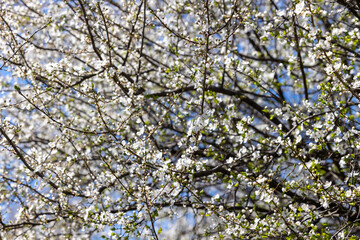 Branches of a flowering tree with white flowers