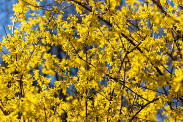 Branches of blooming forsythia with yellow flowers against blue sky