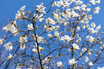 Branches of magnolia tree with white flowers and buds against blue sky