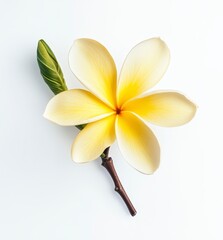frangipani flower on white background