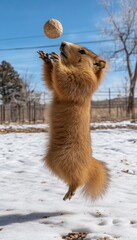 Prairie dog catching a treat mid-air!  A playful moment captured in the winter snow.