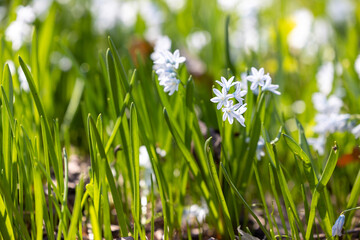 Scilla flowers in the grass close-up