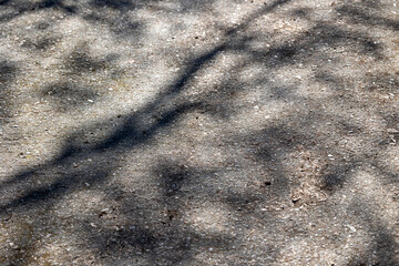Shadow on the asphalt cast by tree branches