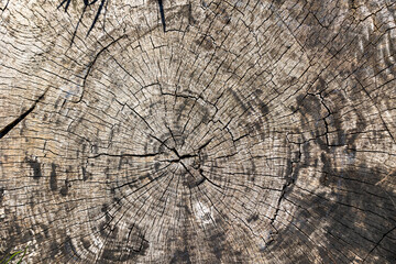 Texture of an old weathered tree stump with cracks and dirt