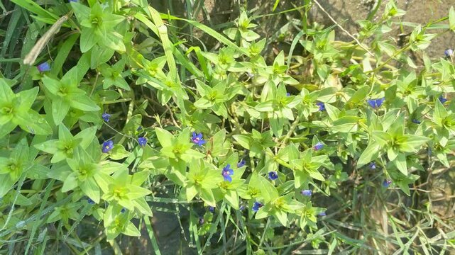 "Morning Dew on Wild Grass and Tiny Blue Flowers