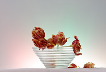 Fading tulips on a large round bowl