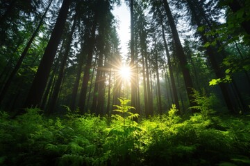 Obraz premium sunlight Through the Forest Trees