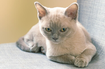 American traditional Burmese cat lying down with calm expression on soft chair