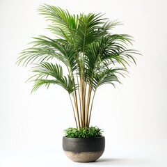 palm tree in a pot