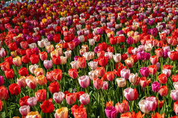 Multiple color tulips background abstract