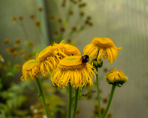 A bumblebee is feeding on the nectar of a sunflower