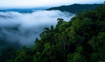 Misty mountain rainforest sunrise, aerial view