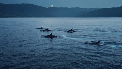 Obraz premium A Pod of Dolphins Swimming Across the Ocean Under a Moonlit Sky