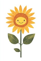 sunflower isolated on white