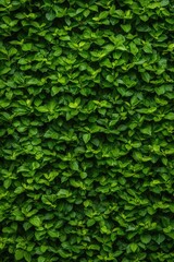 Obraz premium Lush green leaves create vibrant, textured backdrop, showcasing