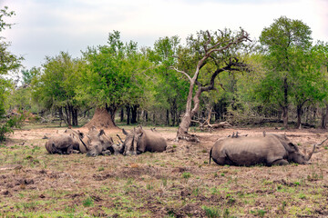 Herd of African black rhinoceros with oxpeckers on their backs resting in soft mud in Hlane...