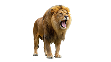 Fierce Roaring Lion with Golden Mane in a Three-Quarter View – Majestic Wildlife Predator on Transparent Background

