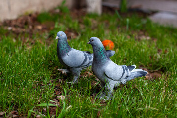 A pair of booted tumbler pigeons with grey feathers is on the green lawn. Tumbler pigeons are too important for oriental culture.