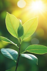 Fototapeta premium Backlit New Growth Fresh Green Spring Leaves Unfurling in Bright Sunlight, Shallow Focus