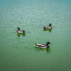 ducks in the lake