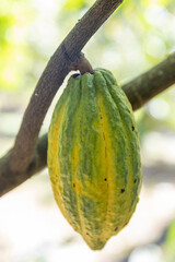 Thailand. Koh Chang. The fruit of a cocoa plant on a tree.