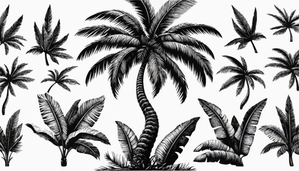 Obraz premium Black and white palm tree pattern, artistic design, tropical foliage illustration 