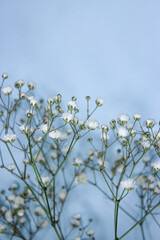 Beautiful white gypsophila twig on the light blue background. Beautiful floral background.