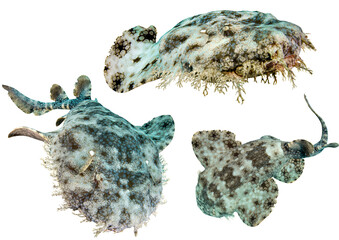 Wobbegong Shark Collection – Isolated PNG with Transparent Background
