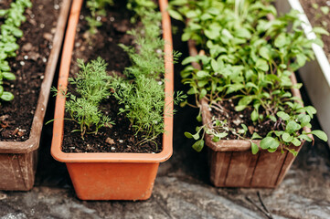 Beds with basil, mint and other herbs in brown containers, gardening, fresh grass, natural background. 
seedling