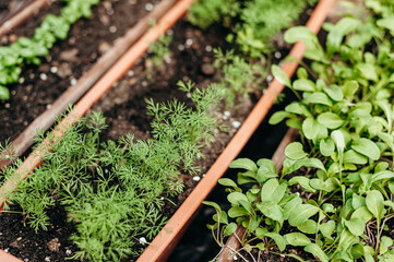 Beds with basil, mint and other herbs in brown containers, gardening, fresh grass, natural background. 
seedling