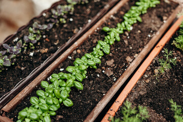 Beds with basil, mint and other herbs in brown containers, gardening, fresh grass, natural background. 
seedling