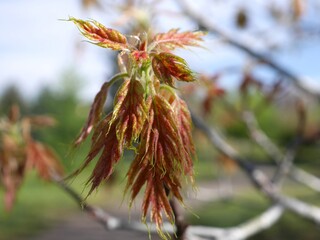 Colunmnar English Oak tree leaves in spring, Colorado