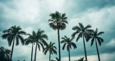 Lush Palm Trees Under Dramatic Cloudy Sky in Tropical Landscape