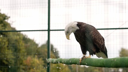 Majestic bald eagle perching on metal bar inside aviary, gazing intently with piercing eyes while scanning surrounding environment with keen awareness