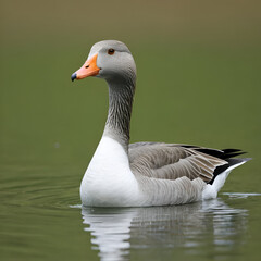 Fototapeta premium greylag goose - Anser anser