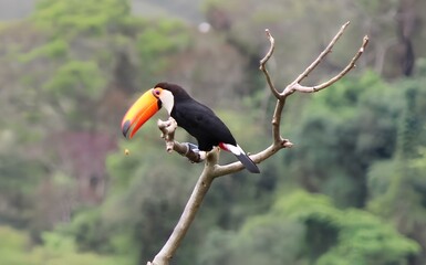 Toucan on a Dry Branch Dropping Its Snack