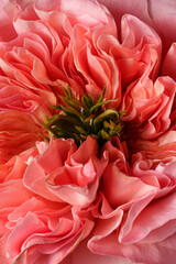 Aesthetic pink rose, macro photo. Fashion photo. Professional light. Background picture. Mandarin expression.